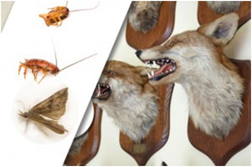 Dangers of insect infestation in taxidermy